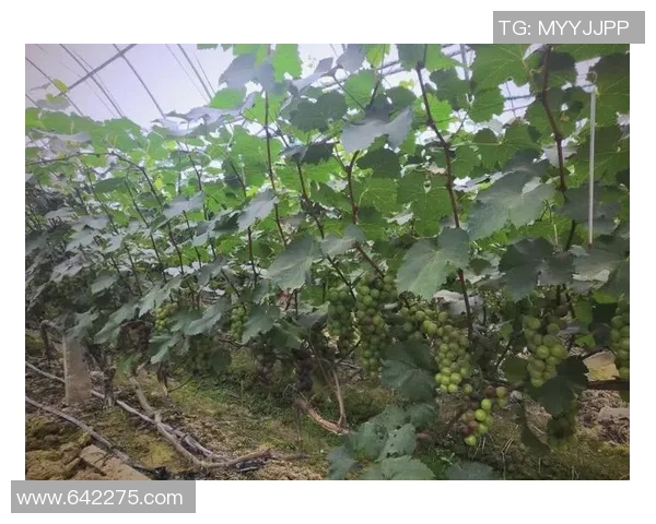 武汉足球队的转型之路：从传统到现代的深度解析与展望